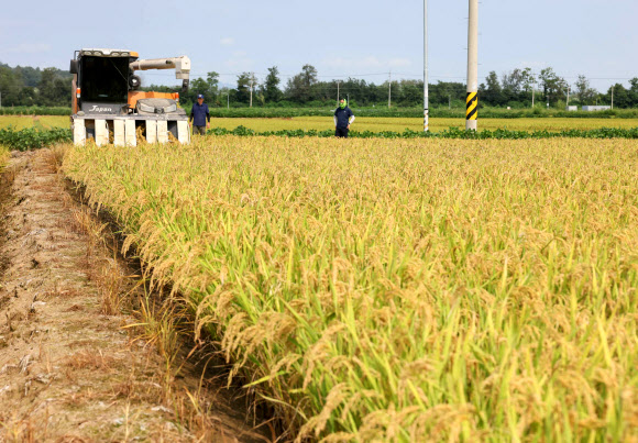 철원지역 첫 추수 시작