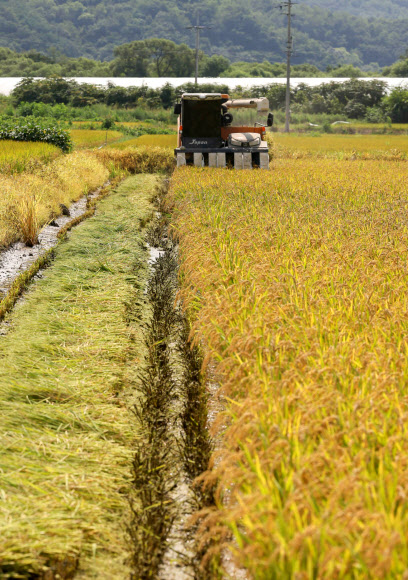 철원지역 첫 추수 시작