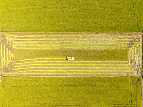 그림 같은 첫 추수