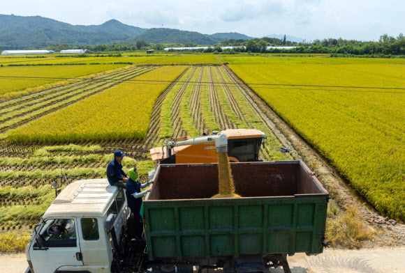 철원지역 첫 추수 시작