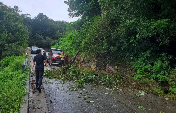 부러진 나무 제거하는 소방 당국