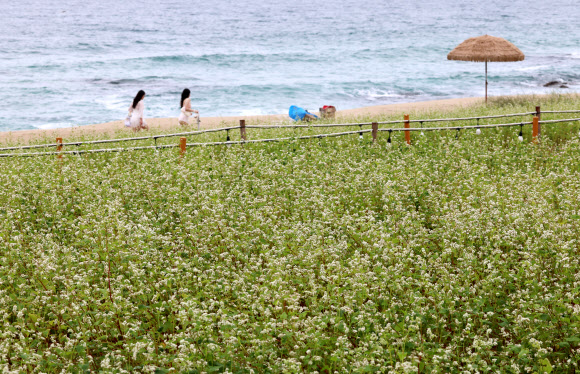 절기 처서를 하루 앞둔 21일 강원 강릉시 사근진 해변에 하얀 메밀꽃이 활짝 펴 가을 소식을 전하고 있다. 2024.8.21. 연합뉴스