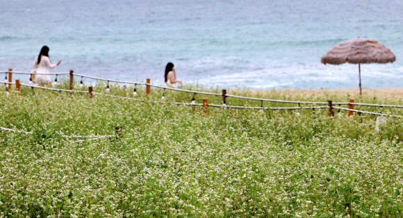 절기 처서를 하루 앞둔 21일 강원 강릉시 사근진 해변에 하얀 메밀꽃이 활짝 펴 가을 소식을 전하고 있다. 2024.8.21. 연합뉴스