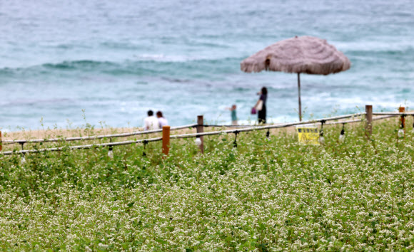 절기 처서를 하루 앞둔 21일 강원 강릉시 사근진 해변에 하얀 메밀꽃이 활짝 펴 가을 소식을 전하고 있다. 2024.8.21. 연합뉴스