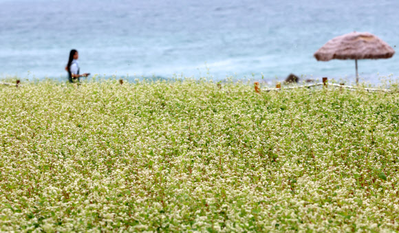 절기 처서를 하루 앞둔 21일 강원 강릉시 사근진 해변에 하얀 메밀꽃이 활짝 펴 가을 소식을 전하고 있다. 2024.8.21. 연합뉴스