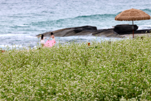 절기 처서를 하루 앞둔 21일 강원 강릉시 사근진 해변에 하얀 메밀꽃이 활짝 펴 가을 소식을 전하고 있다. 2024.8.21. 연합뉴스