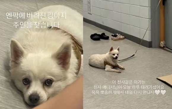 햇볕이 내리쬐는 무더위 속 야구장에 버려진 강아지의 사연이 알려졌다.
인스타그램