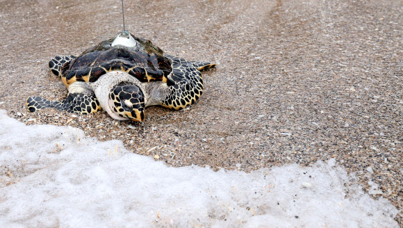 28일 오전 제주 서귀포시 중문 색달해변에서 열린 바다거북 방류행사에서 바다거북이 바다로 향하고 있다. 2024.8.28  연합뉴스