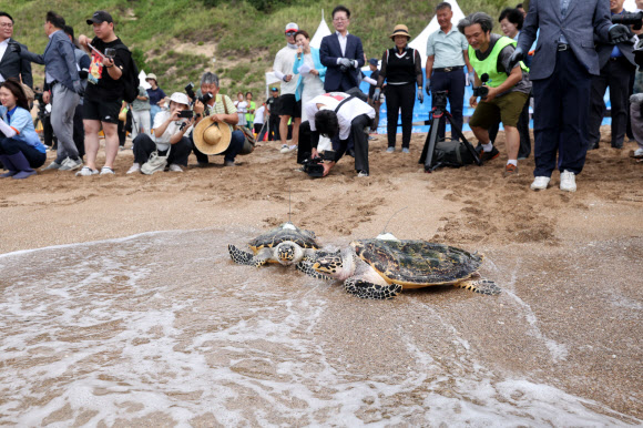 28일 오전 제주 서귀포시 중문 색달해변에서 열린 바다거북 방류행사에서 바다거북이 바다로 향하고 있다. 2024.8.28  연합뉴스