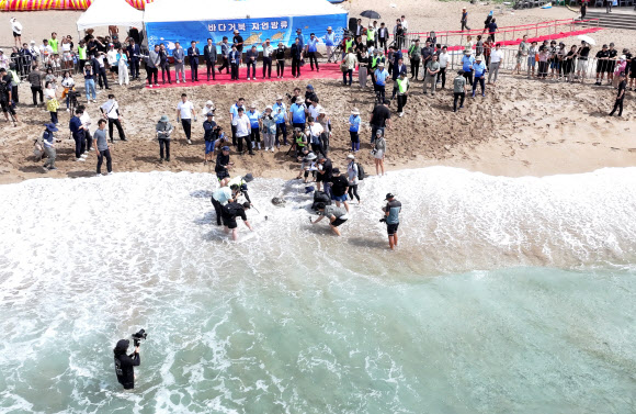 28일 오전 제주 서귀포시 중문 색달해변에서 바다거북 방류행사가 열리고 있다. 2024.8.28  연합뉴스