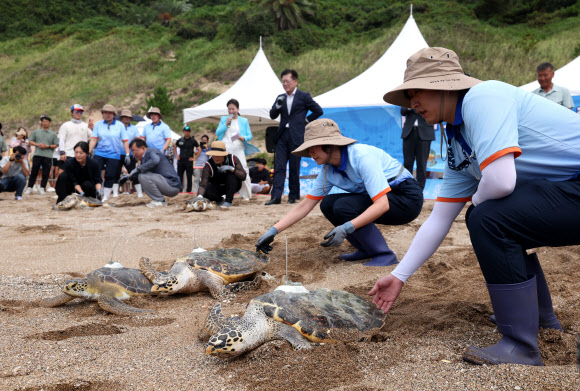 28일 오전 제주 서귀포시 중문 색달해변에서 바다거북 방류행사가 열리고 있다. 2024.8.28  연합뉴스