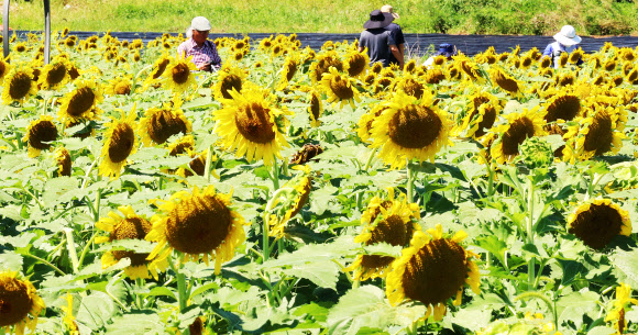 29일 오후 인천 강화군 교동도 난정 해바라기정원을 찾은 시민들이 해바라기를 감상하고 있다. 2024.8.29  연합뉴스