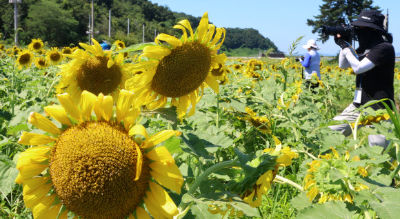 29일 오후 인천 강화군 교동도 난정 해바라기정원을 찾은 시민들이 해바라기를 감상하고 있다. 2024.8.29  연합뉴스