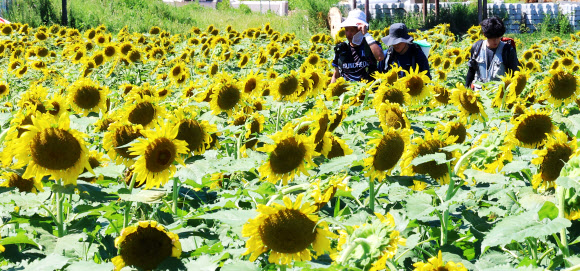 29일 오후 인천 강화군 교동도 난정 해바라기정원을 찾은 시민들이 해바라기를 감상하고 있다. 2024.8.29  연합뉴스