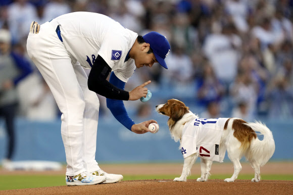 Los Angeles Dodgers‘ Shohei Ohtani sets his dog Decoy at the mound before Decoy delivered the ceremonial first pitch prior to a baseball game between the Dodgers and the Baltimore Orioles, Wednesday, Aug. 28, 2024, in Los Angeles. AP
