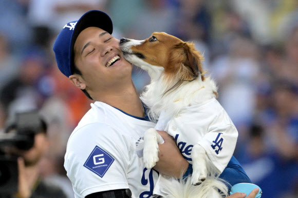 Aug 28, 2024; Los Angeles, California, USA;  Los Angeles Dodgers designated hitter Shohei Ohtani (17) gets a kiss from his dog Decoy after he delivered the first pitch before the game against the Baltimore Orioles at Dodger Stadium. USA TODAY Sports 연합뉴스