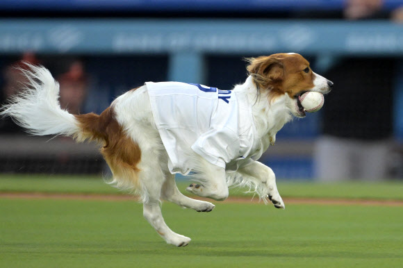 Aug 28, 2024; Los Angeles, California, USA;   Los Angeles Dodgers designated hitter Shohei Ohtani (17) dog Decoy delivers the first pitch before the game against the Baltimore Orioles at Dodger Stadium. USA TODAY Sports 연합뉴스