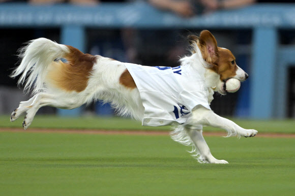 Aug 28, 2024; Los Angeles, California, USA;   Los Angeles Dodgers designated hitter Shohei Ohtani (17) dog Decoy delivers the first pitch before the game against the Baltimore Orioles at Dodger Stadium. USA TODAY Sports 연합뉴스