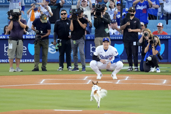 Los Angeles Dodgers‘ Shohei Ohtani waits for his dog Decoy as Decoy delivers the ceremonial first pitch prior to a baseball game between the Dodgers and the Baltimore Orioles Thursday, Aug. 29, 2024, in Los Angeles. AP