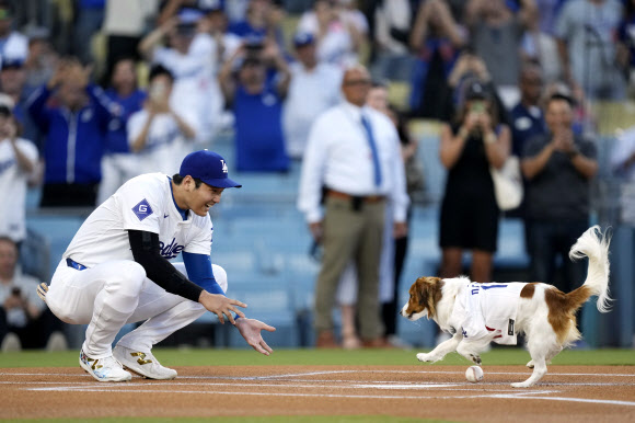 Los Angeles Dodgers‘ Shohei Ohtani waits for his dog Decoy as Decoy delivers the ceremonial first pitch prior to a baseball game between the Dodgers and the Baltimore Orioles Thursday, Aug. 29, 2024, in Los Angeles. AP