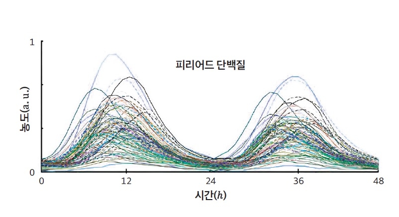 흔히 배꼽시계라고 알려진 생체시계를 작동하는 피리어드 단백질의 변동을 미분방정식 그래프로 나타낸 것. 이 그래프를 통해 피리어드 단백질이 24시간 주기로 변동하는 것을 알 수 있다. 동아시아 제공