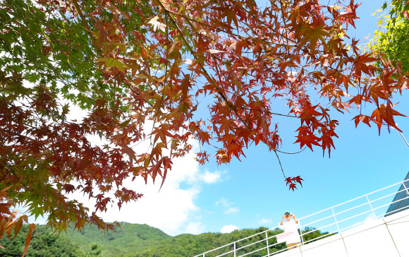 30일 오후 대구 동구 대구시민안전테마파크에 식재된 단풍나무 한 그루의 잎이 붉게 물들어 가고 있다. 2024.8.30 연합뉴스