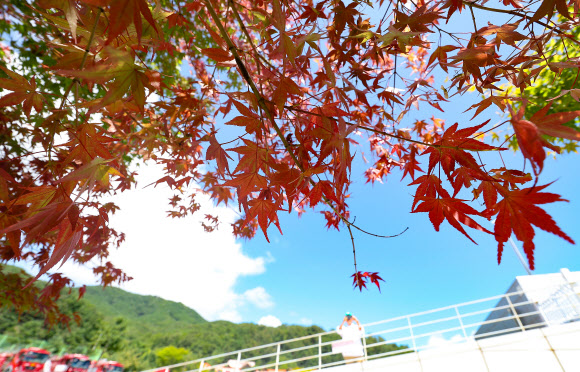 30일 오후 대구 동구 대구시민안전테마파크에 식재된 단풍나무 한 그루의 잎이 붉게 물들어 가고 있다. 2024.8.30 연합뉴스