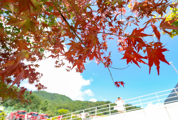 30일 오후 대구 동구 대구시민안전테마파크에 식재된 단풍나무 한 그루의 잎이 붉게 물들어 가고 있다. 2024.8.30 연합뉴스