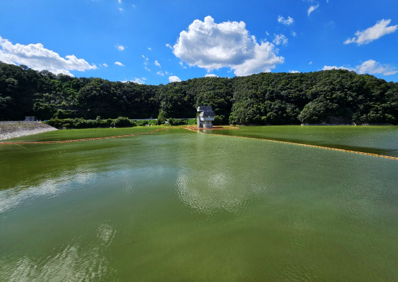 폭염이 이어진 30일 강원 횡성군 횡성댐 취수탑 주변의 횡성호에 남조류가 발생해 녹색 물감을 풀어 놓은 듯하다. 원주지방환경청은 전날 오후 3시를 기해 이 일대에 조류경보 관심 단계를 발령했다. 횡성호의 조류경보 관심 발령은 2013년, 2022년에 이어 이번이 세 번째다. 2024.8.30  연합뉴스