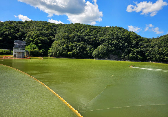 폭염이 이어진 30일 강원 횡성군 횡성댐 취수탑 주변의 횡성호에 남조류가 발생해 녹색 물감을 풀어 놓은 듯하다. 원주지방환경청은 전날 오후 3시를 기해 이 일대에 조류경보 관심 단계를 발령했다. 횡성호의 조류경보 관심 발령은 2013년, 2022년에 이어 이번이 세 번째다. 2024.8.30  연합뉴스