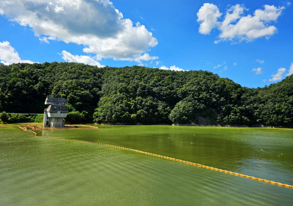 폭염이 이어진 30일 강원 횡성군 횡성댐 취수탑 주변의 횡성호에 남조류가 발생해 녹색 물감을 풀어 놓은 듯하다. 원주지방환경청은 전날 오후 3시를 기해 이 일대에 조류경보 관심 단계를 발령했다. 횡성호의 조류경보 관심 발령은 2013년, 2022년에 이어 이번이 세 번째다. 2024.8.30  연합뉴스
