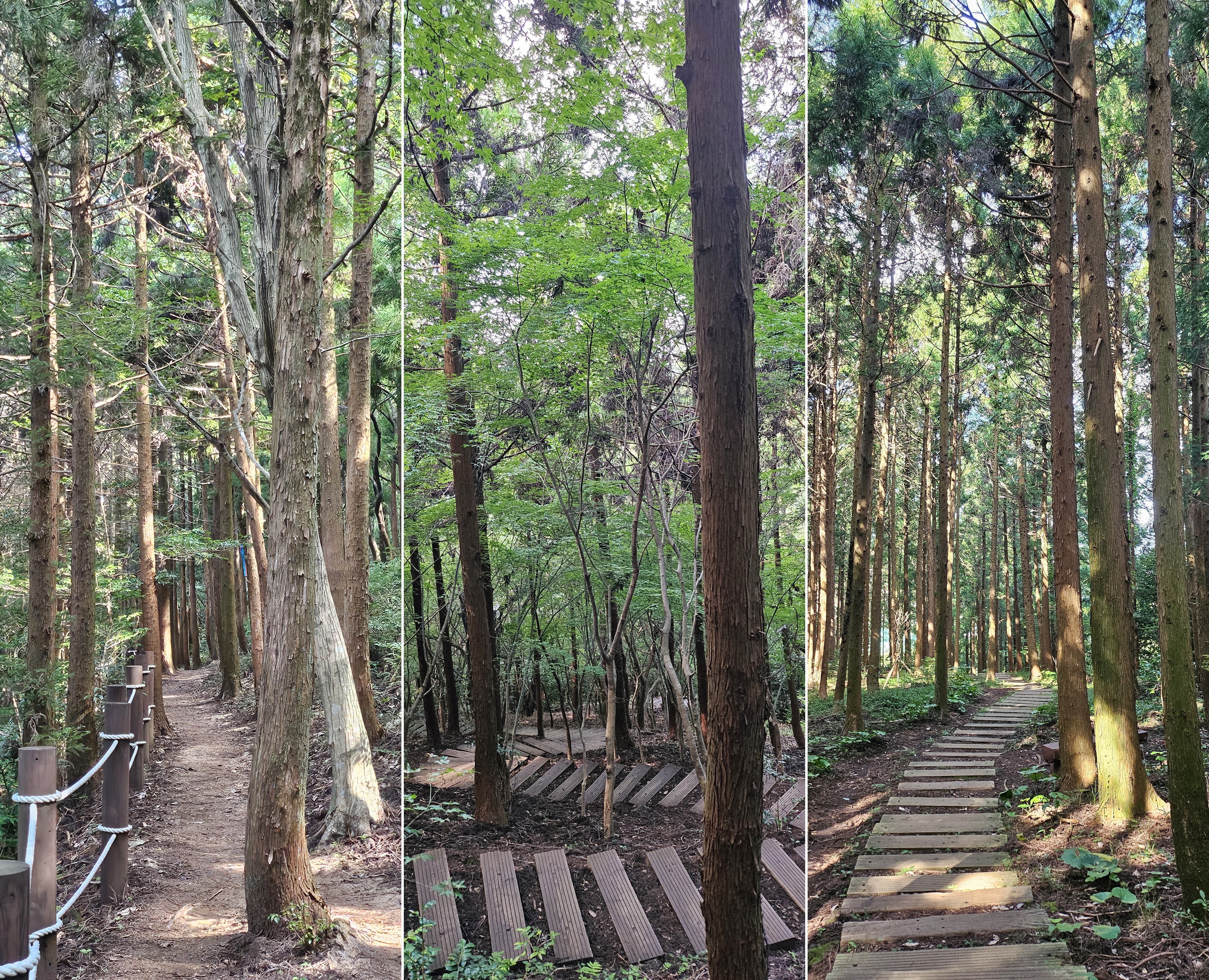 고근산오름에서 만나는 아름다운 삼나무 편백나무 숲길. 제주 강동삼 기자