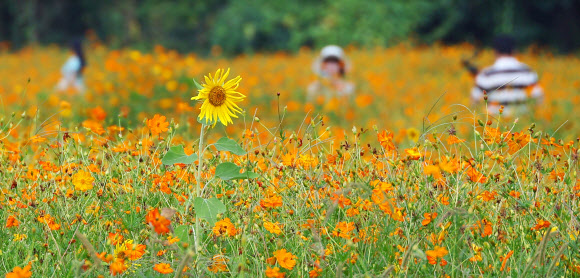 1일 경기 남양주한강공원 삼패지구를 찾은 시민들이 활짝 핀 황화 코스모스 사이에서 가을 정취를 만끽하고 있다.8월 마지막 날인 31일 오후 5시를 기해 서울과 인천, 대전, 세종을 비롯해 전국 곳곳의 폭염특보가 해제되거나 경보에서 주의보로 단계가 낮아졌다. 2024.9.1. 연합뉴스