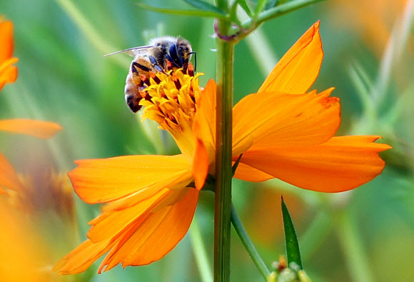 1일 경기 남양주한강공원 삼패지구에서 꿀벌이 활짝 핀 황화 코스모스 사이에서 꿀을 따고 있다.8월 마지막 날인 31일 오후 5시를 기해 서울과 인천, 대전, 세종을 비롯해 전국 곳곳의 폭염특보가 해제되거나 경보에서 주의보로 단계가 낮아졌다. 2024.9.1. 연합뉴스