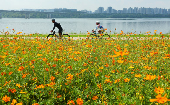 1일 경기 남양주한강공원 삼패지구를 찾은 시민들이 활짝 핀 황화 코스모스 사이에서 가을 정취를 만끽하고 있다.8월 마지막 날인 31일 오후 5시를 기해 서울과 인천, 대전, 세종을 비롯해 전국 곳곳의 폭염특보가 해제되거나 경보에서 주의보로 단계가 낮아졌다. 2024.9.1. 연합뉴스