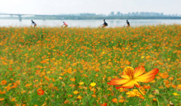 1일 경기 남양주한강공원 삼패지구를 찾은 시민들이 활짝 핀 황화 코스모스 사이에서 가을 정취를 만끽하고 있다.8월 마지막 날인 31일 오후 5시를 기해 서울과 인천, 대전, 세종을 비롯해 전국 곳곳의 폭염특보가 해제되거나 경보에서 주의보로 단계가 낮아졌다. 2024.9.1. 연합뉴스