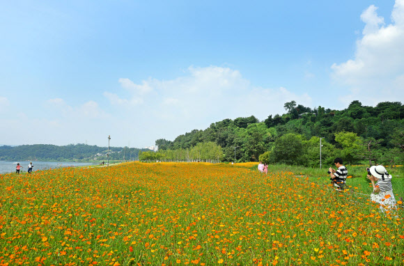1일 경기 남양주한강공원 삼패지구를 찾은 시민들이 활짝 핀 황화 코스모스 사이에서 가을 정취를 만끽하고 있다.8월 마지막 날인 31일 오후 5시를 기해 서울과 인천, 대전, 세종을 비롯해 전국 곳곳의 폭염특보가 해제되거나 경보에서 주의보로 단계가 낮아졌다. 2024.9.1. 연합뉴스