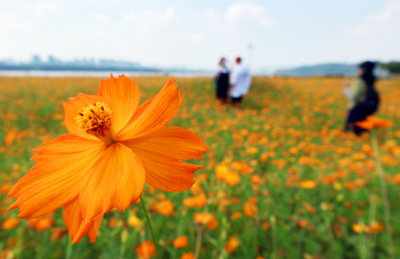 1일 경기 남양주한강공원 삼패지구를 찾은 시민들이 활짝 핀 황화 코스모스 사이에서 가을 정취를 만끽하고 있다.8월 마지막 날인 31일 오후 5시를 기해 서울과 인천, 대전, 세종을 비롯해 전국 곳곳의 폭염특보가 해제되거나 경보에서 주의보로 단계가 낮아졌다. 2024.9.1. 연합뉴스