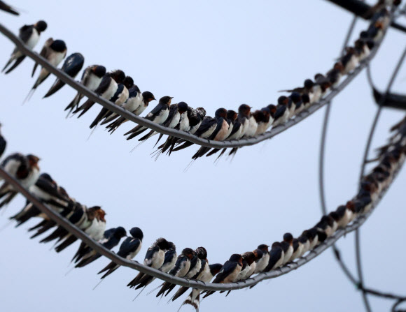 가을이 성큼 찾아온 2일 강원 강릉의 한 바닷가 마을 전깃줄에 제비들이 가득 모여 있다. 2024.9.2. 연합뉴스