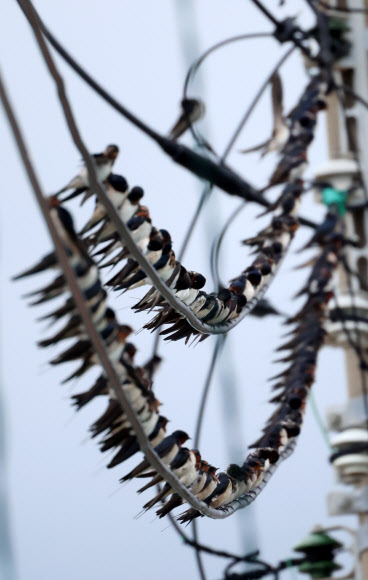 가을이 성큼 찾아온 2일 강원 강릉의 한 바닷가 마을 전깃줄에 제비들이 가득 모여 있다. 2024.9.2. 연합뉴스