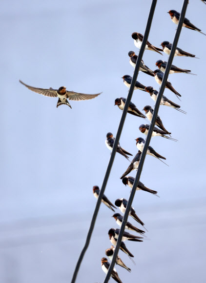 가을이 성큼 찾아온 2일 강원 강릉의 한 바닷가 마을 전깃줄에 제비들이 가득 모여 있다. 2024.9.2. 연합뉴스
