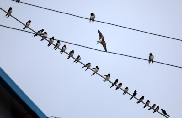 가을이 성큼 찾아온 2일 강원 강릉의 한 바닷가 마을 전깃줄에 제비들이 가득 모여 있다. 2024.9.2. 연합뉴스