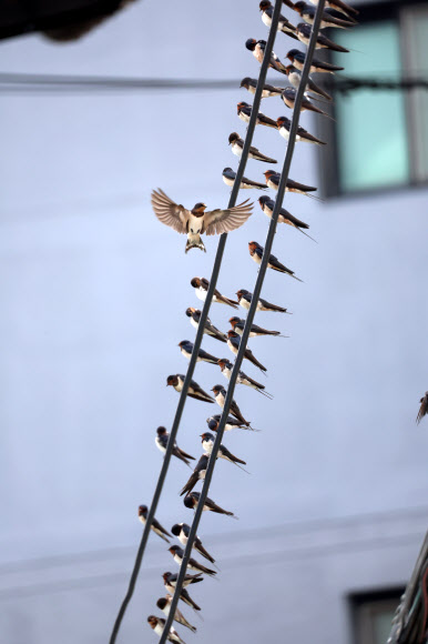 가을이 성큼 찾아온 2일 강원 강릉의 한 바닷가 마을 전깃줄에 제비들이 가득 모여 있다. 2024.9.2. 연합뉴스