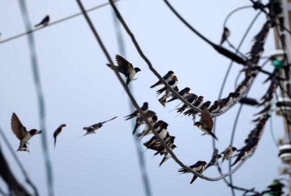 가을이 성큼 찾아온 2일 강원 강릉의 한 바닷가 마을 전깃줄에 제비들이 가득 모여 있다. 2024.9.2. 연합뉴스