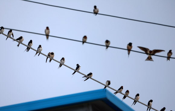 가을이 성큼 찾아온 2일 강원 강릉의 한 바닷가 마을 전깃줄에 제비들이 가득 모여 있다. 2024.9.2. 연합뉴스