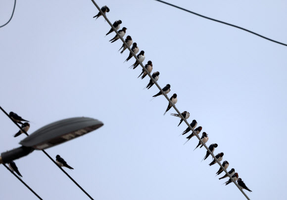 가을이 성큼 찾아온 2일 강원 강릉의 한 바닷가 마을 전깃줄에 제비들이 가득 모여 있다. 2024.9.2. 연합뉴스