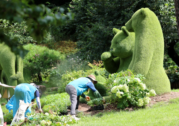 3일 강원 강릉솔향수목원에서 작업 인부들이 가을꽃을 식재하고 있다. 2024.9.3  연합뉴스