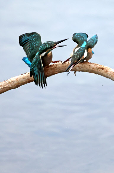 5일 강원 강릉시 남대천에서 올해 태어난 어린 물총새들이 작은 물고기가 많은 곳에서 영역 다툼을 하고 있다. 2024.9.5. 연합뉴스