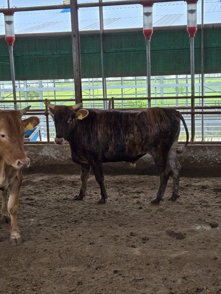 한우 암소를 대상으로 유전체 분석을 실시하고 있는 함평군 한우 축사. 함평군 제공