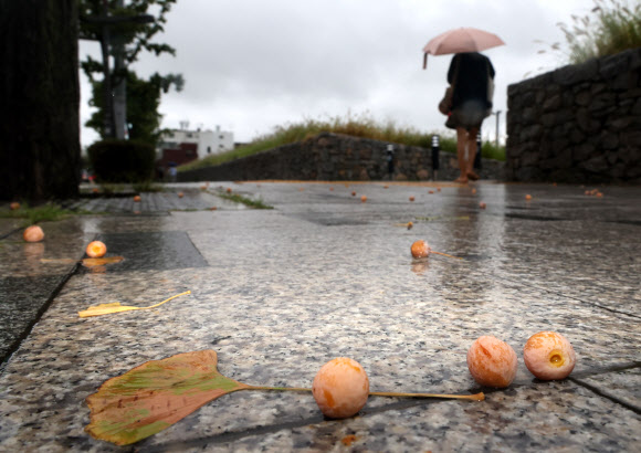 전국 대부분 지역에서 비가 내린 12일 서울 시내에 은행나무 열매가 떨어져 있다. 2024.9.12. 연합뉴스